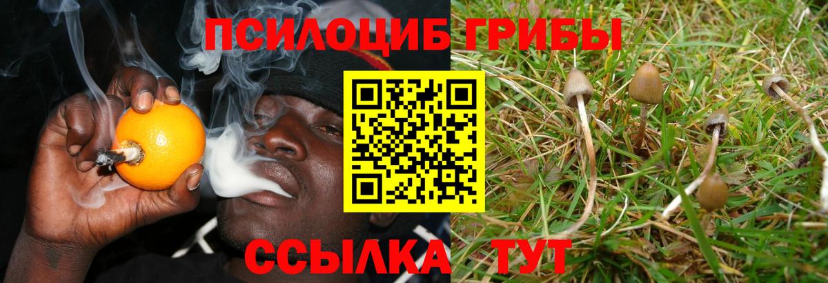 Псилоцибиновые грибы Psilocybine cubensis  Вход с VPN  Курск  где купить   Псилоцибиновые грибы MAGIC MUSHROOMS 